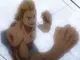 10 Hal tentang Mirio Togata : Lemillion